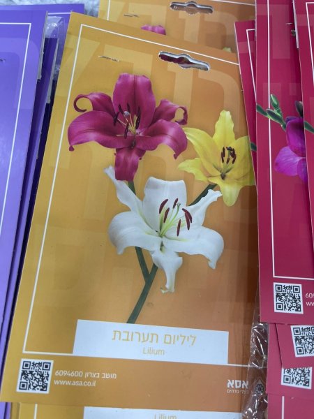 ليليوم(Lilium)