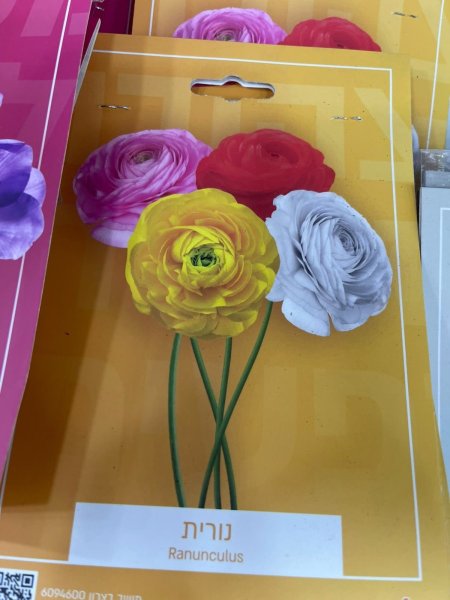 رانونكيولس(Ranunculus)