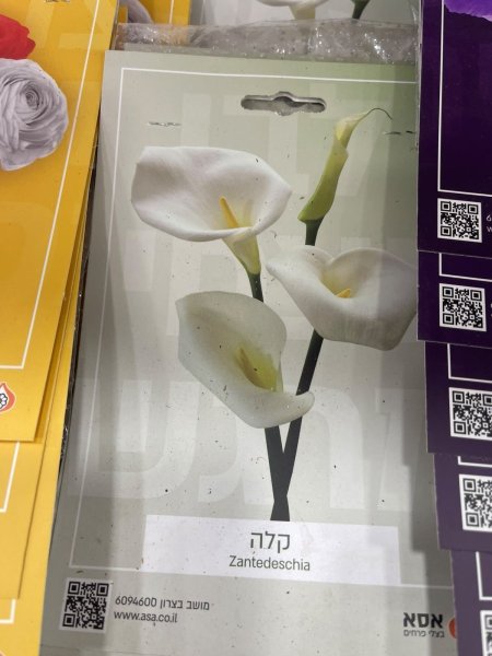 زانتدسكيا(Zantedeschia)