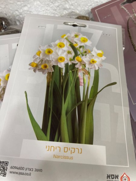 نرجس(Narcissus)
