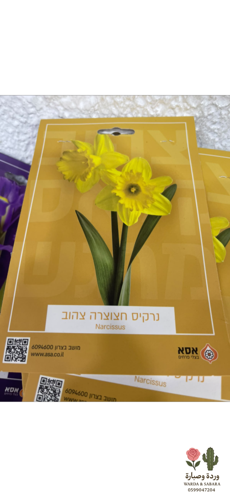 اصفر