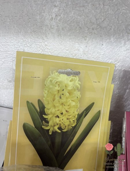 اصفر
