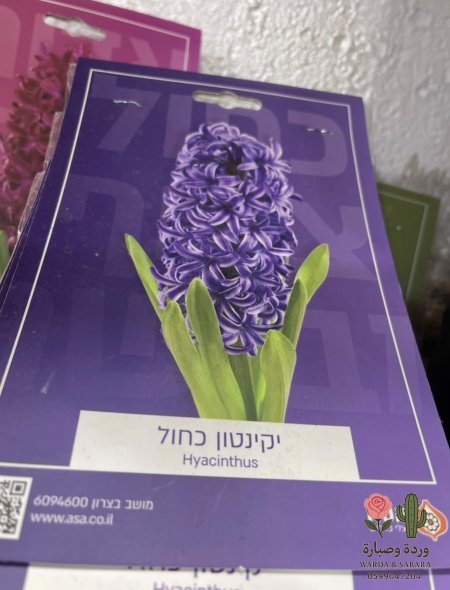 بنفسجي