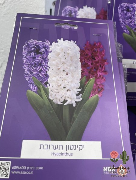 هايسنت(Hyacinth)