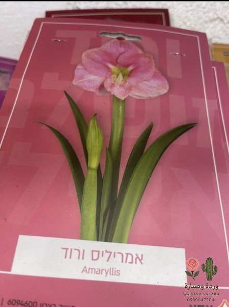 أمارِلِس(Amaryllis)