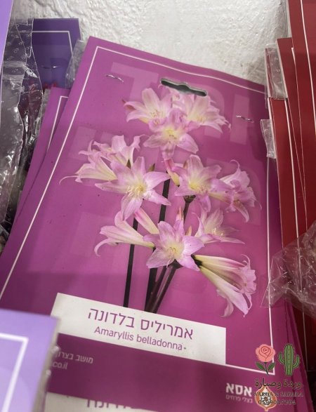 بلادونا