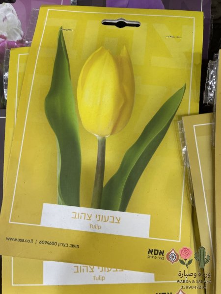 اصفر