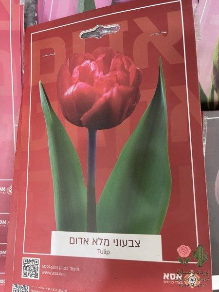 بطيخي مهجن