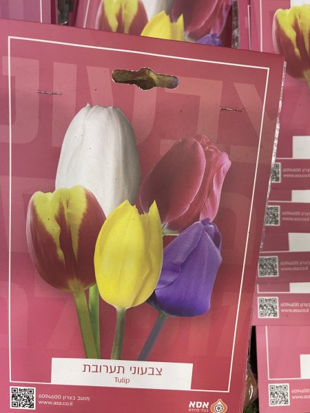 توليب ( tulip )