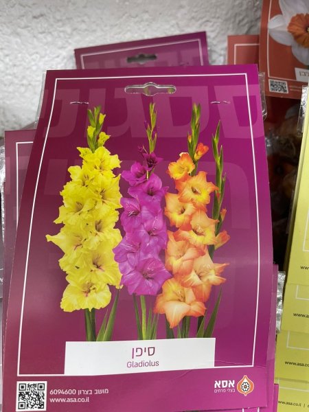 كلاديولس(Gladiolus)