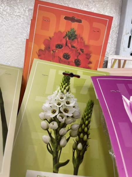 الأورنيثوجالوم(Ornithogalum)