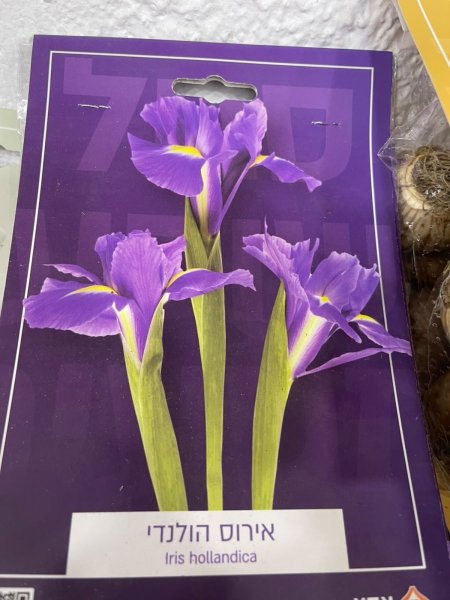 ايرس هولانديكا(Iris hollandica)