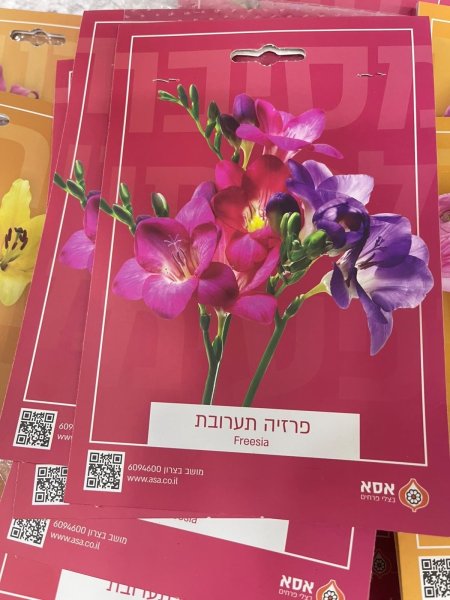 فريزيا(Freesia)