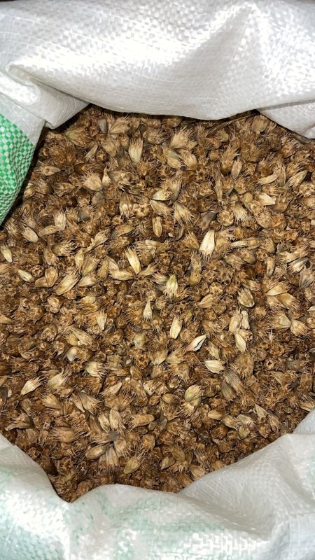 بذور عكوب