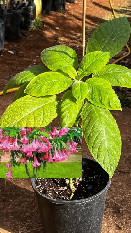 بروغمانسيا(أبواق الملائكة)