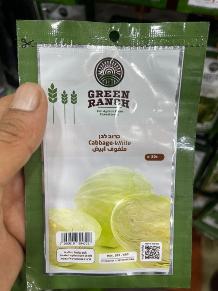 بذور ملفوف ابيض