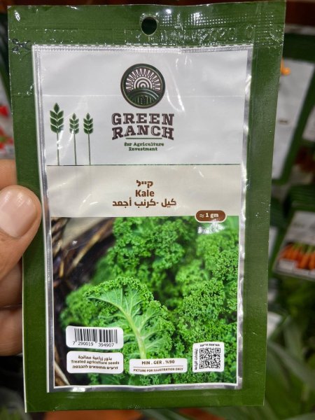 بذور كيل_كرنب اجعد