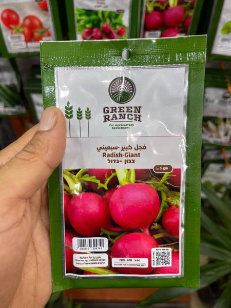 بدور فحل كبير سبعيني