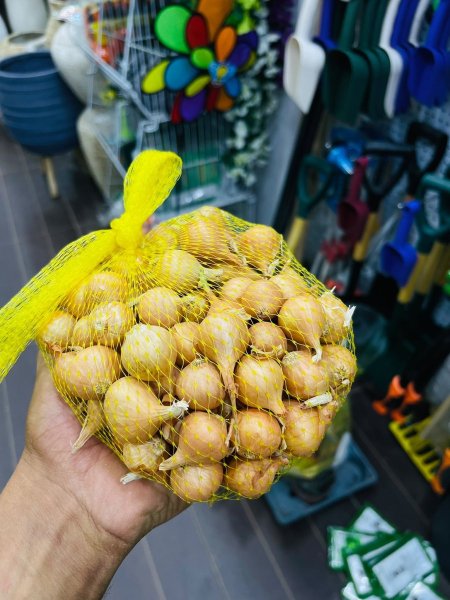 بذور بصل بلدي