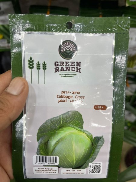 بذور ملفوف اخضر