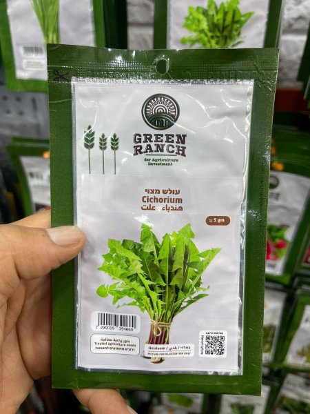 بدور هندباء-علت