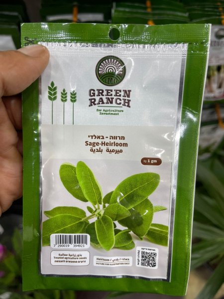 بذور ميرمية بلدية