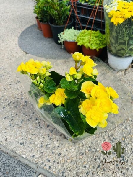 اصفر