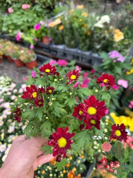 احمر عادي