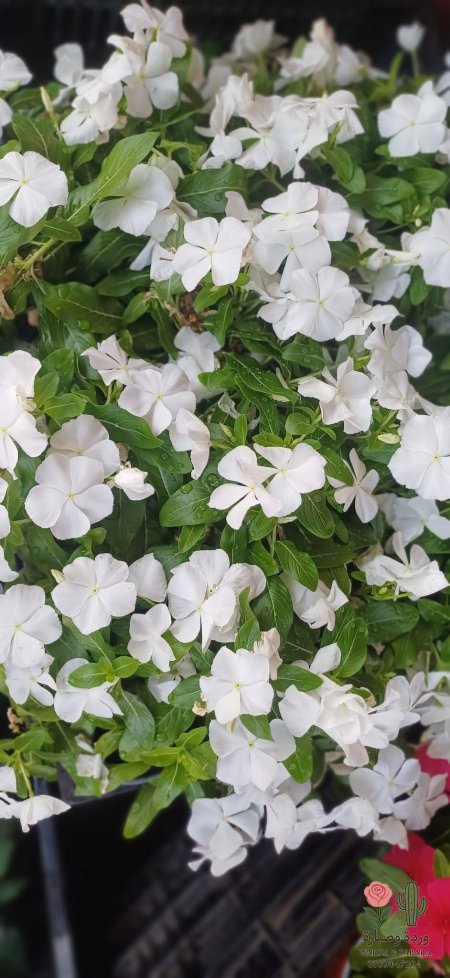 ابيض