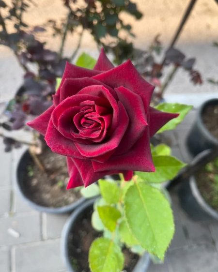 جوري بلدي