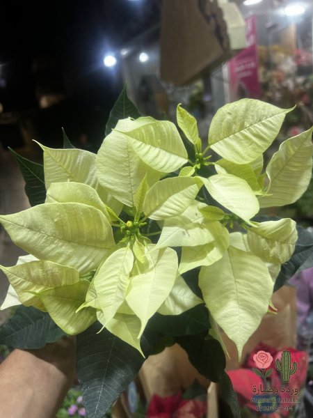 اصفر