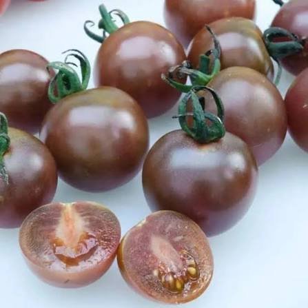 بذور بندورة كرزية_شكولاتة