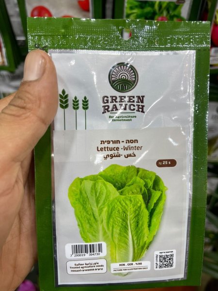 بذور خس