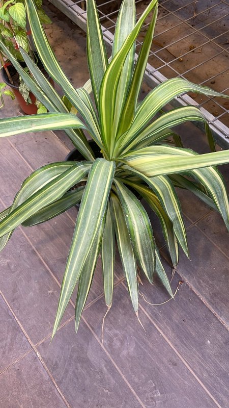 يوكا ملونة (يوكا فاريجاتا)