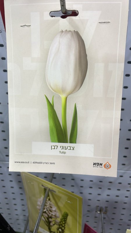 توليب ( tulip )