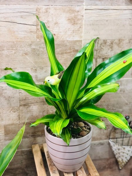 دراسينيا ( ميسنجانا )