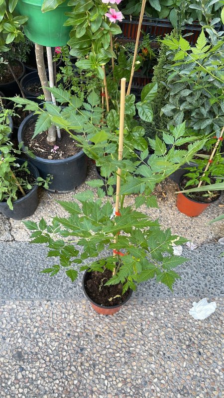 النيم (المظلة )