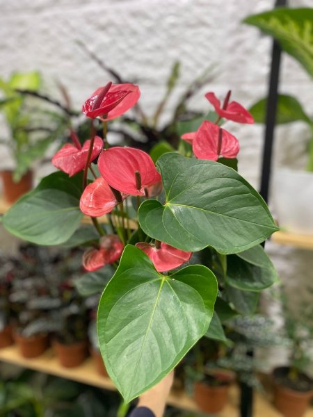 الأنثوريوم (Anthurium)