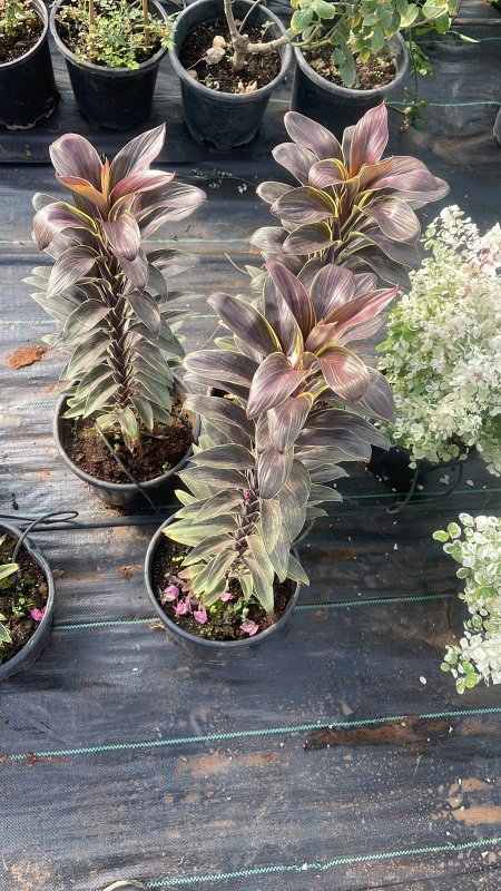 كاردلاين تيرميناليس