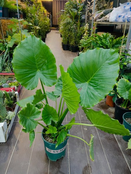 ألوكاسيا (أذن الفيل)