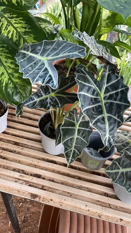 الوكاسيا بولي