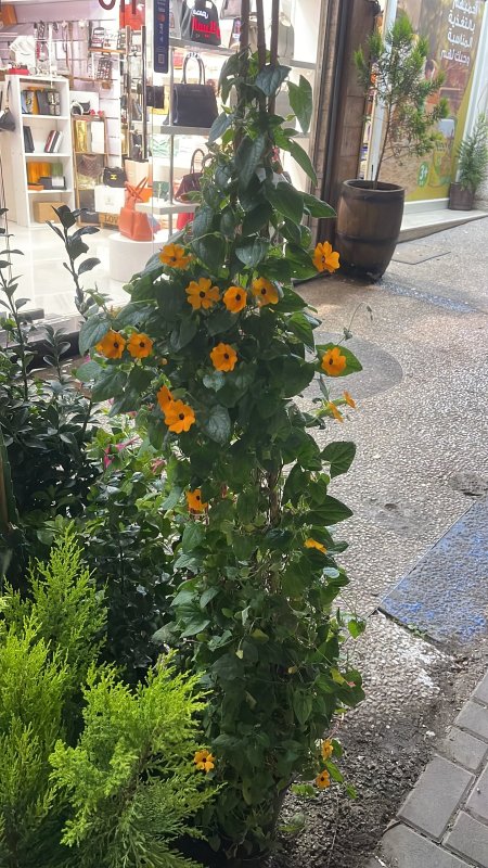 ثونبيرجيا ( سوزي )