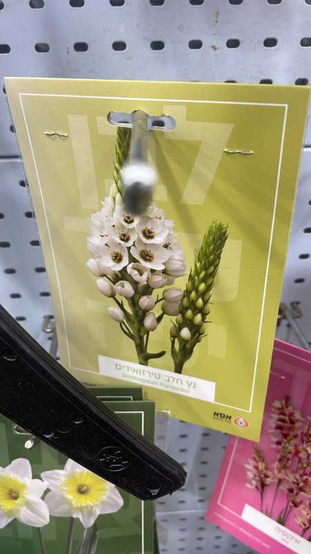 اشراقة الشمس ) sunshine