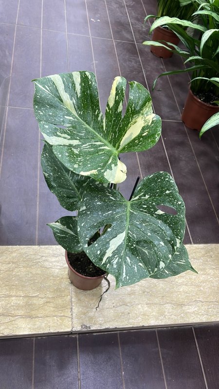 مونستيرا ملون (Thai)