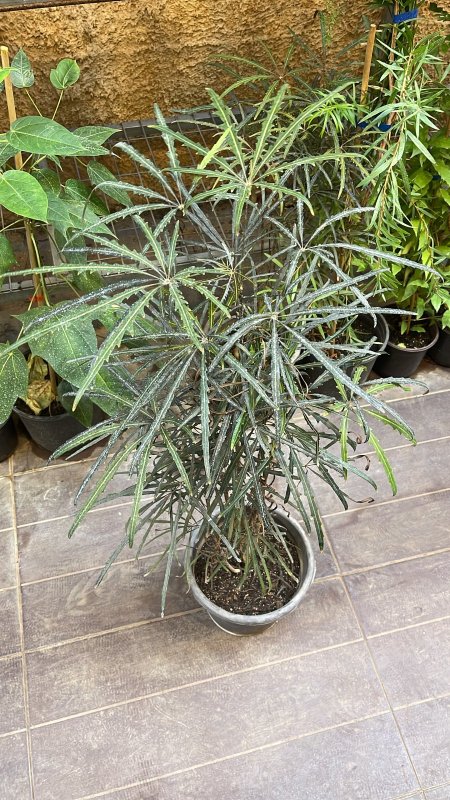 أراليا (دزيغوتيكا)