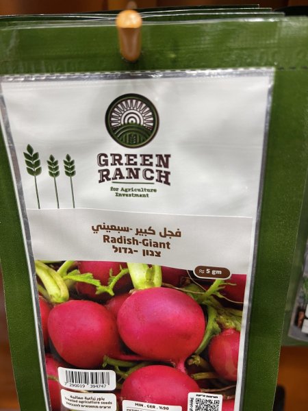 فجل كبير - سبعيني