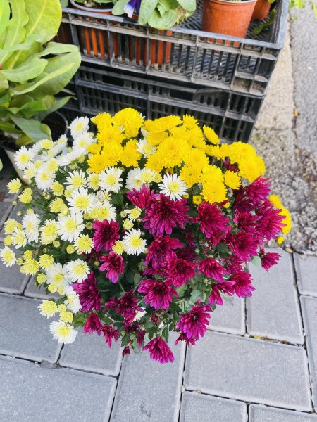 اقحوان ( بيروتي ، خارسيت )