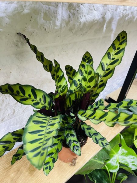 كالاثيا لانسيفوليا