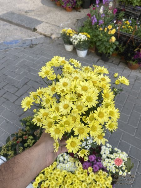 اصفر عادي