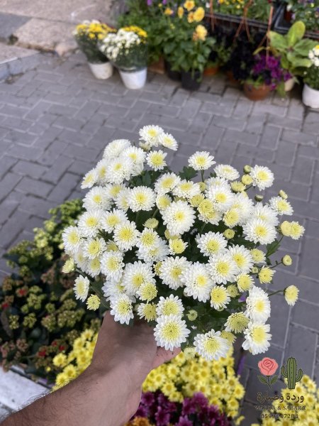 ابيض مكبس